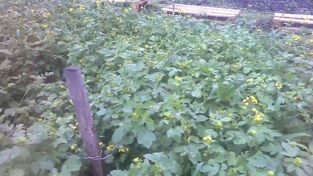 Пчелы на горчице. смотреть онлайн