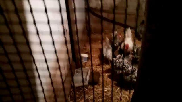 Начинаю тест аминокислотного напитка 