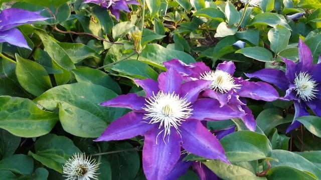 Почвопокровные клематисы . Клематис Хакуокан . Clematis Hakuookan . смотреть онлайн
