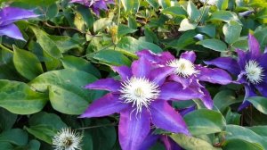 Почвопокровные клематисы . Клематис  Хакуокан . Clematis Hakuookan .