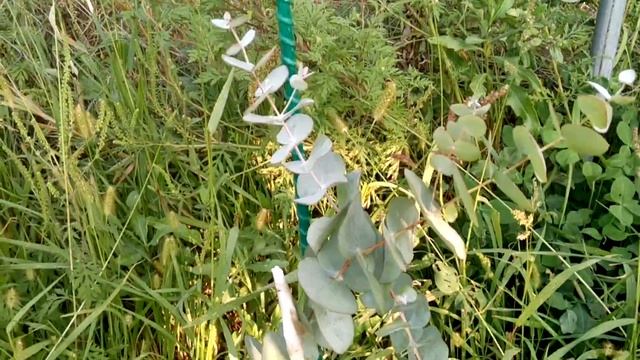 Эвкалипт пепельный,Серебряный доллар(Eucalyptus cinerea) смотреть онлайн