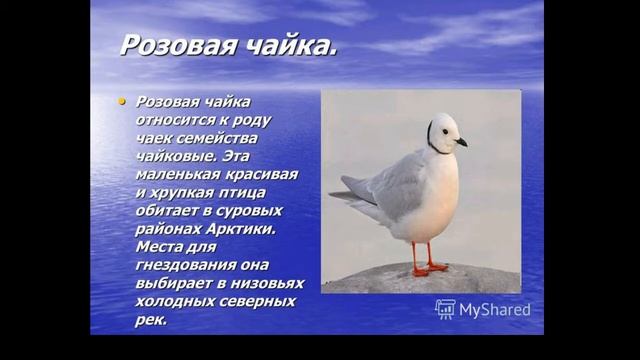 КТО ТАКАЯ РОЗОВАЯ ЧАЙКА смотреть онлайн