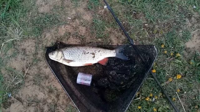 Ловля крупного голавля на майского жука. На кораблик . смотреть онлайн