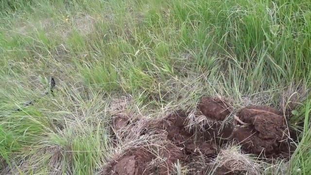 Коп металла на урочище. Выдираю алюминиевую проволоку. Лебёдка с хайджеком в помощь. смотреть онлайн