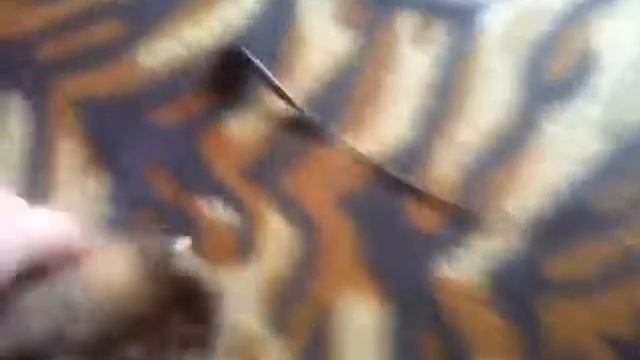 Kote смотреть онлайн