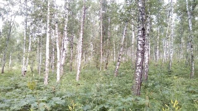 Березы смотреть онлайн