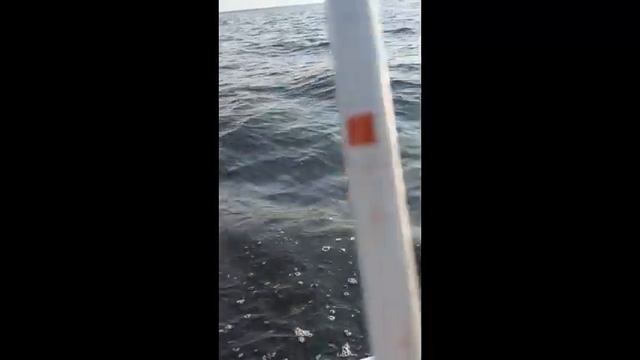 Озеро Белое. База Волна. Рыбалка, отдых. 11 июня 2023 год смотреть онлайн