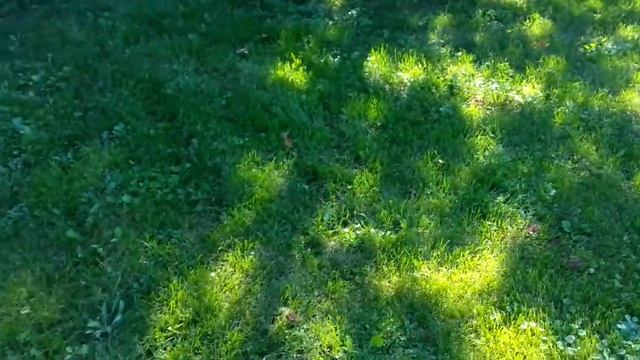 газон 13 8 2013