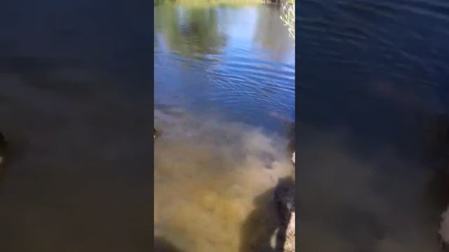 Выходные на даче с собакой смотреть онлайн