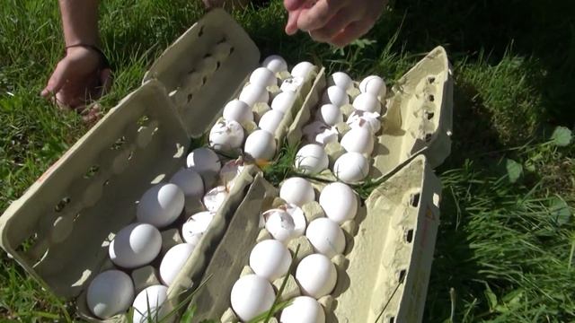 Научные нубы - "сила в яйцах" смотреть онлайн