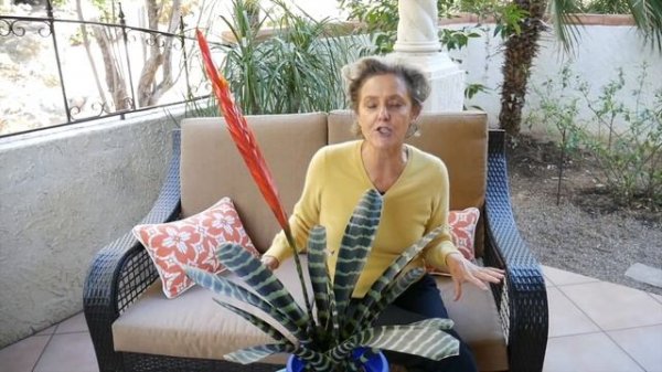 Vriesea Plant Care Tips: The Bromeliad With The Flaming Sword Flower / Joy Us Garden