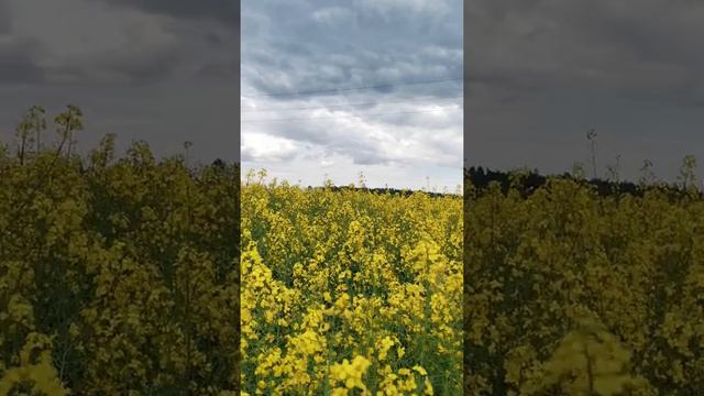 Друзья, это место находится рядом с Елгава, Латвия!!! 😍😍😍 смотреть онлайн