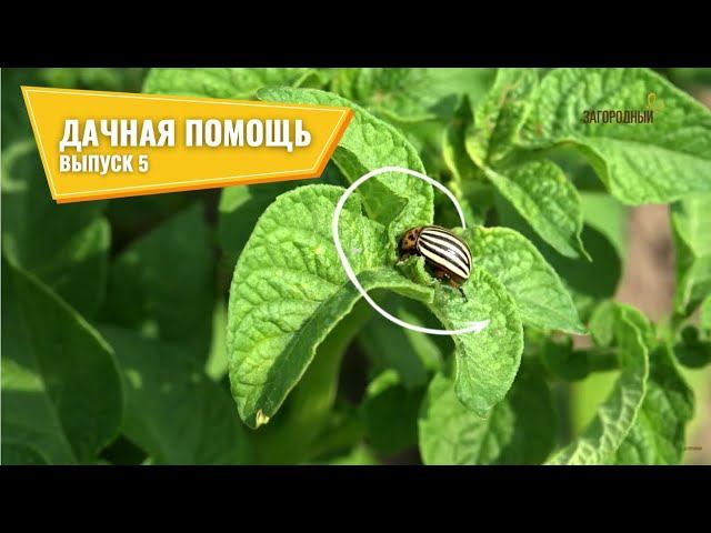 Дачная помощь // Выпуск 5 смотреть онлайн