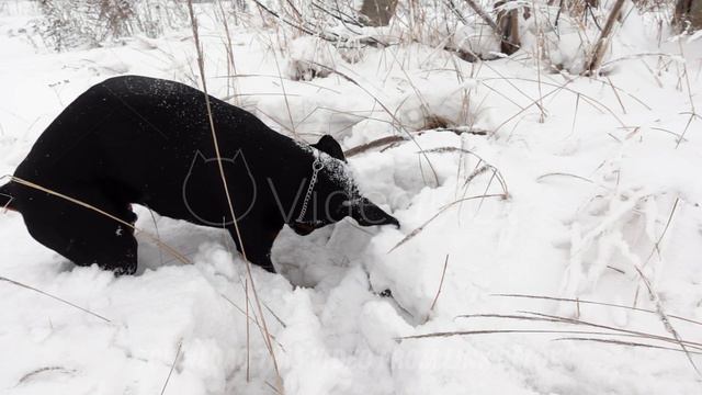 Purebred black doberman is hunting in a winter forest in slow motion смотреть онлайн