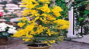 Вечнозеленое дерево акация серебристая (мимоза)