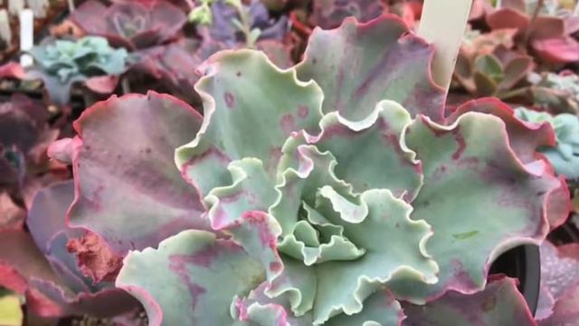 9 May 2020 смотреть онлайн