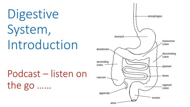 Digestive System Introduction, Podcast. смотреть онлайн