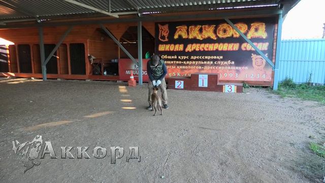 Дрессировка щенка. С чего необходимо начинать дрессировку собаки смотреть онлайн