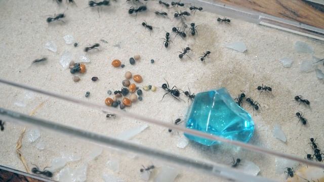 Муравьиная Ферма СПУСТЯ ГОД смотреть онлайн