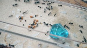 Муравьиная Ферма СПУСТЯ ГОД