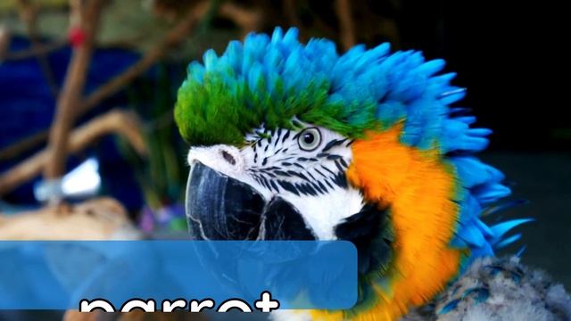 Pets In English | Guessing Game смотреть онлайн