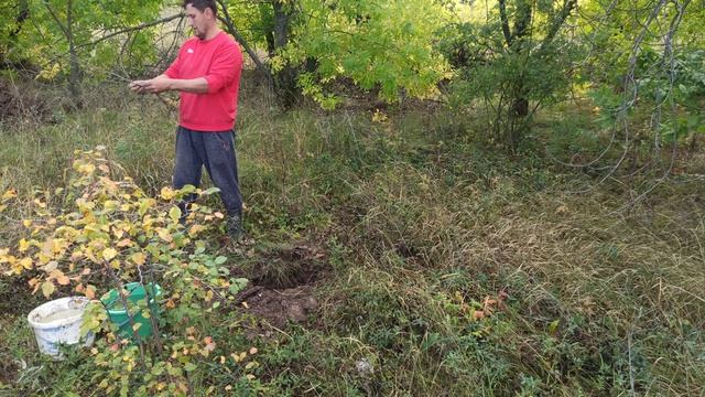 Высаживаем липы в посадке. Озеленение посадки смотреть онлайн