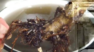 Денежное дерево Толстянка. Основные причины почему листочки становятся мягкими.