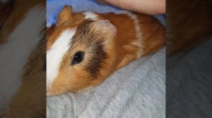 Как разговаривают морские свинки,морская свинка зевает, массаж для морской свинки