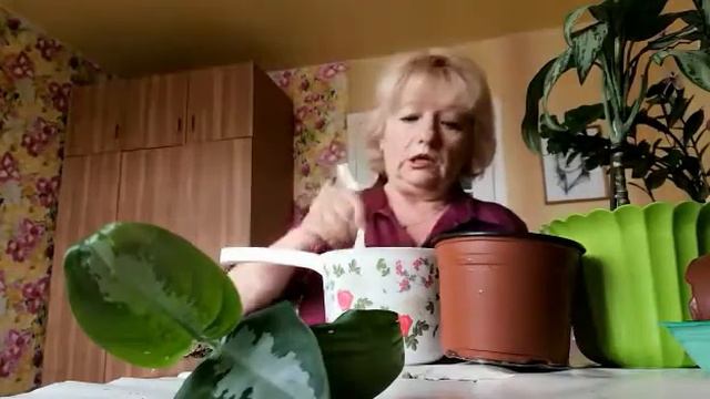 Пересаживаю аглаонему. смотреть онлайн