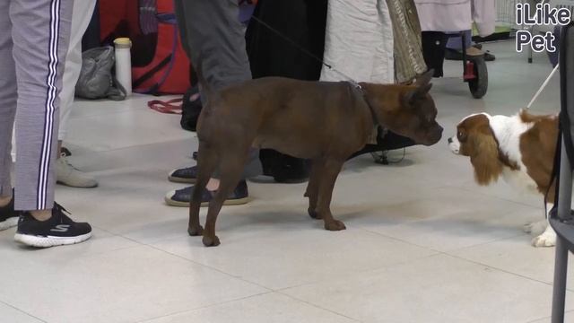 О породе китайский чунцин смотреть онлайн