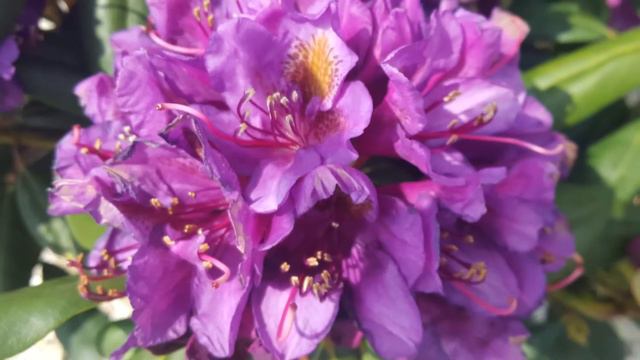 Rhododendron Varieties смотреть онлайн
