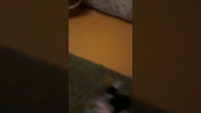 старый Жорик пекинес , вспомнил детство - молодец . смотреть онлайн