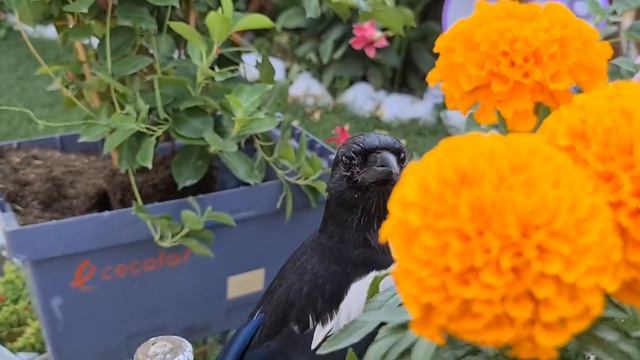 PLANTA TAGETE ERECTA su reproducción ? cuidados y su floración ? FLORES FERRERA ? смотреть онлайн