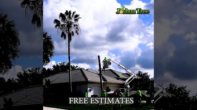 Palm Tree Removal - Time Lapse смотреть онлайн