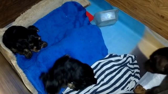 Щенки добермана и йоркширского терьера смотреть онлайн