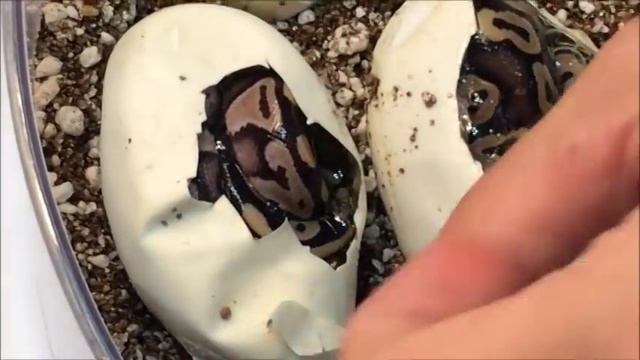 Cutting Ball Python Eggs - Clutch #7 - Mystic x Normal смотреть онлайн