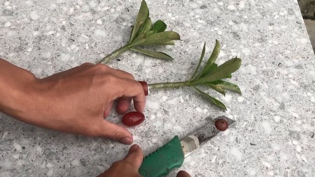 I Was Surprised To Propagate Plumeria This Way