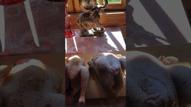 Вес тушки Голошейки и Венгерского великана. смотреть онлайн