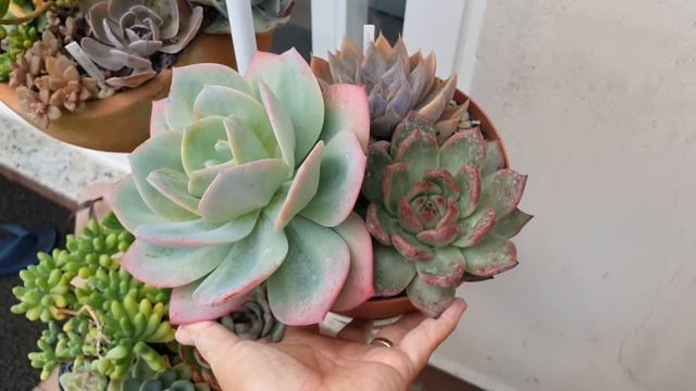 CONHEÇA 28 ECHEVERIAS QUE COMECAM COM A LETRA A смотреть онлайн