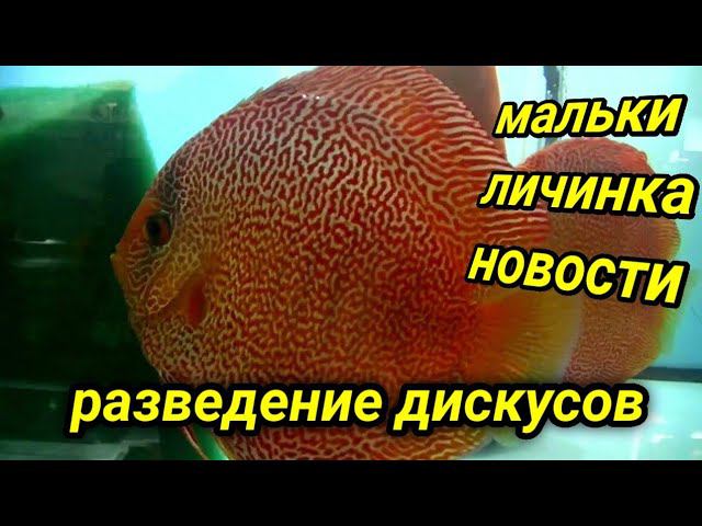 Работа по разведению на разводне смотреть онлайн