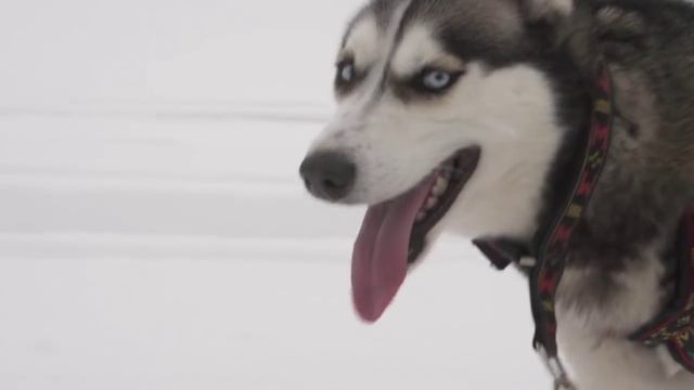 Северная Надежда 2015 смотреть онлайн