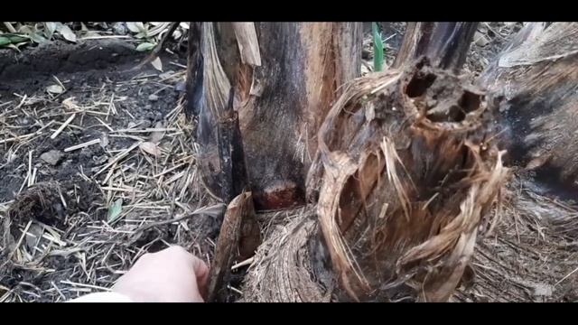 Бананы после очередной зимы. смотреть онлайн