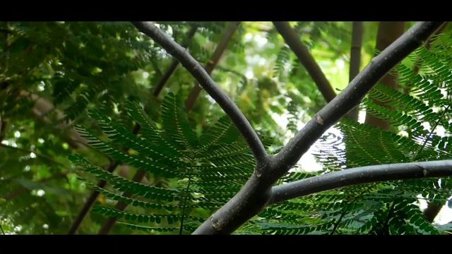 Video Test Nikon Coolpix B500 (Cinematic) смотреть онлайн