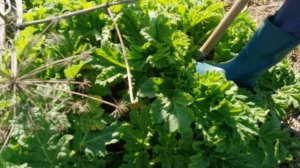 Как бороться с Борщевиком Сосновского на своем участке