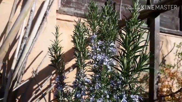 Rosemary - The meaning of plants смотреть онлайн