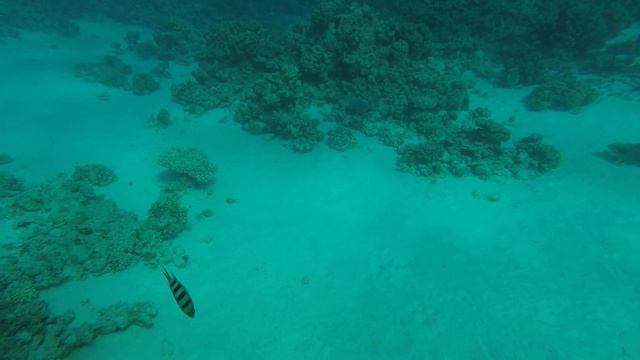 Акулы Egipet Шарм Эль Шейх Дайвинг смотреть онлайн