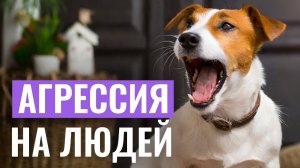 СОБАКА БРОСАЕТСЯ на членов семьи без видимой причины! Что делать с агрессией у собаки?