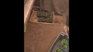 Самарская Лидия,черенкование и укоренение! Самый простой способ!