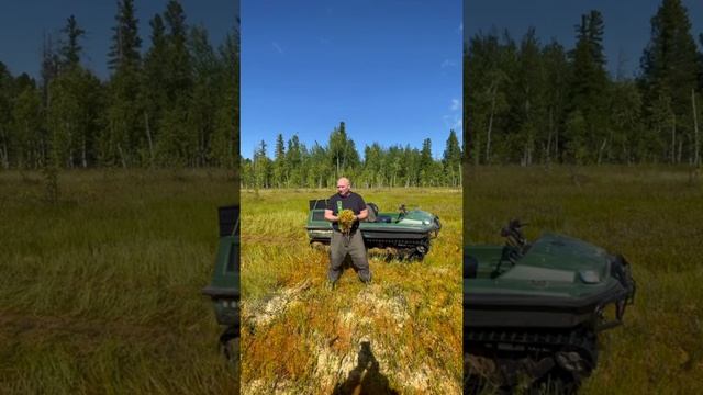 Новости от Сфагнум эко смотреть онлайн