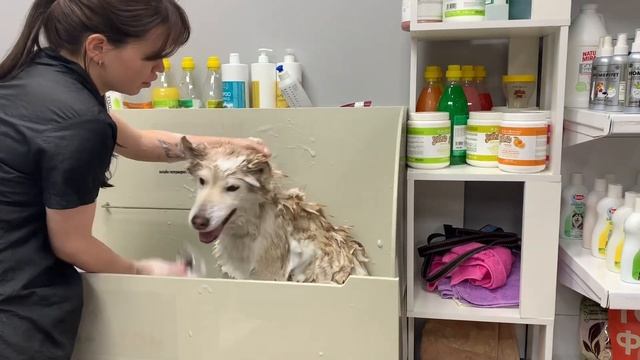 Сюся в собачьем салоне красоты смотреть онлайн